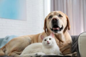 Best Dog Insurance in Wisconsin