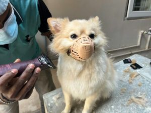 5 Reasons Why Your Dog Needs A Professional Groomer